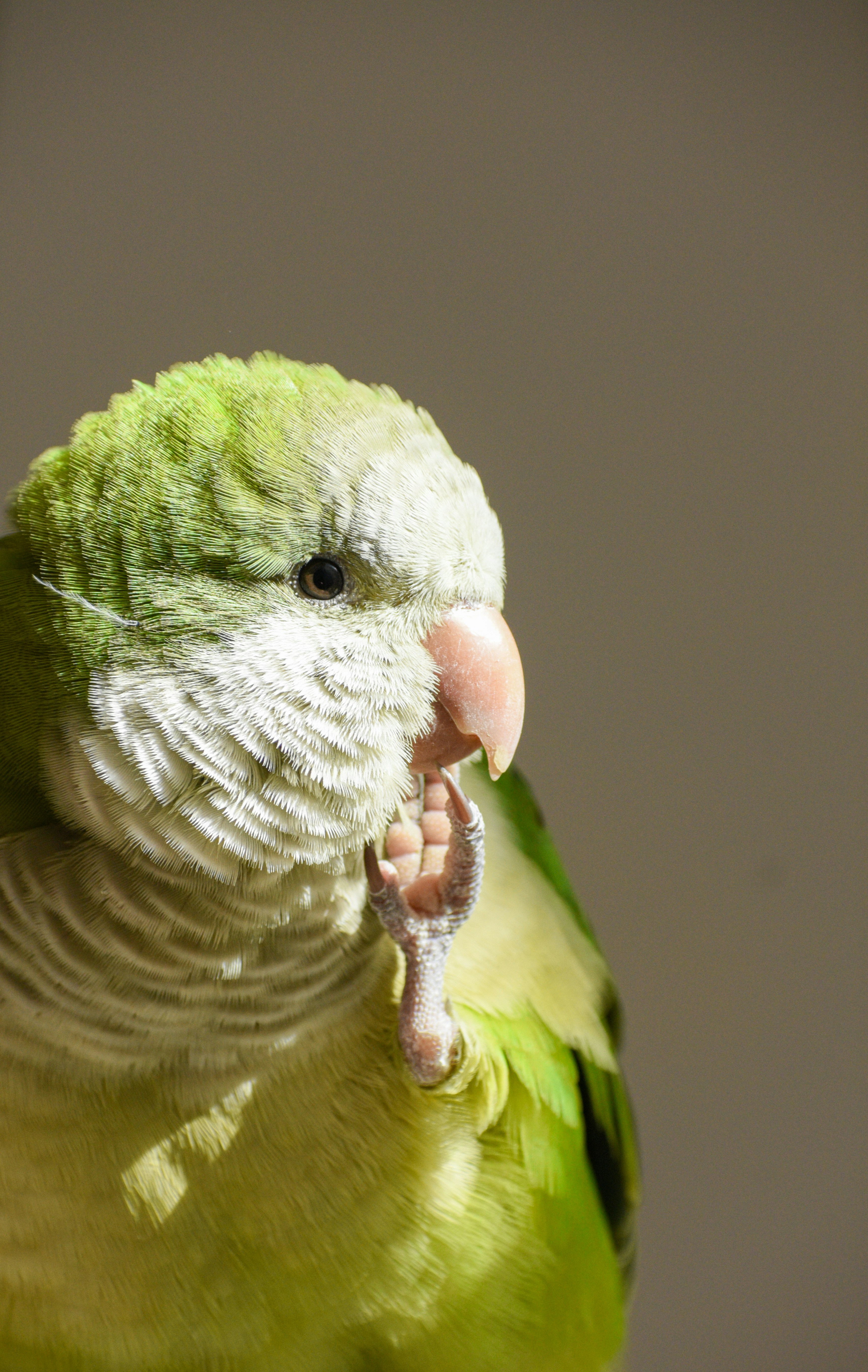 Psittacosis