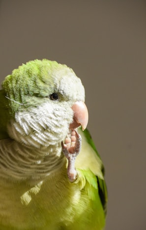 A green parrot with a greyish-white face and peach-colored beak is perched with its foot raised, possibly engaged in self-grooming or holding food. The plumage has distinct feather patterns, and the lighting casts a soft shadow on the bird.
