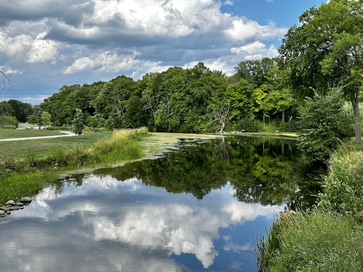 a body of water surrounded by lush green trees