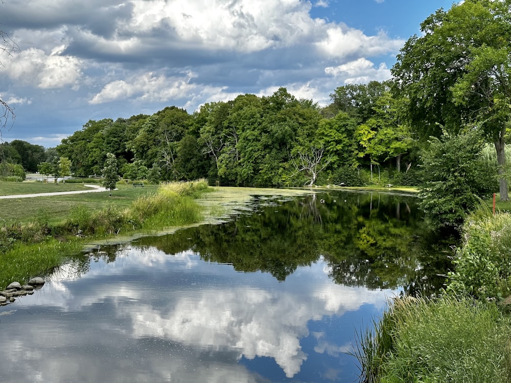 a body of water surrounded by lush green trees