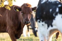 A brown cow with ear tags stands in the foreground, gazing directly at the viewer. Part of another cow, black and white, is visible to the right, partially obscuring the view. The scene is outdoors, with green grass and a hint of a tree branch at the top left.