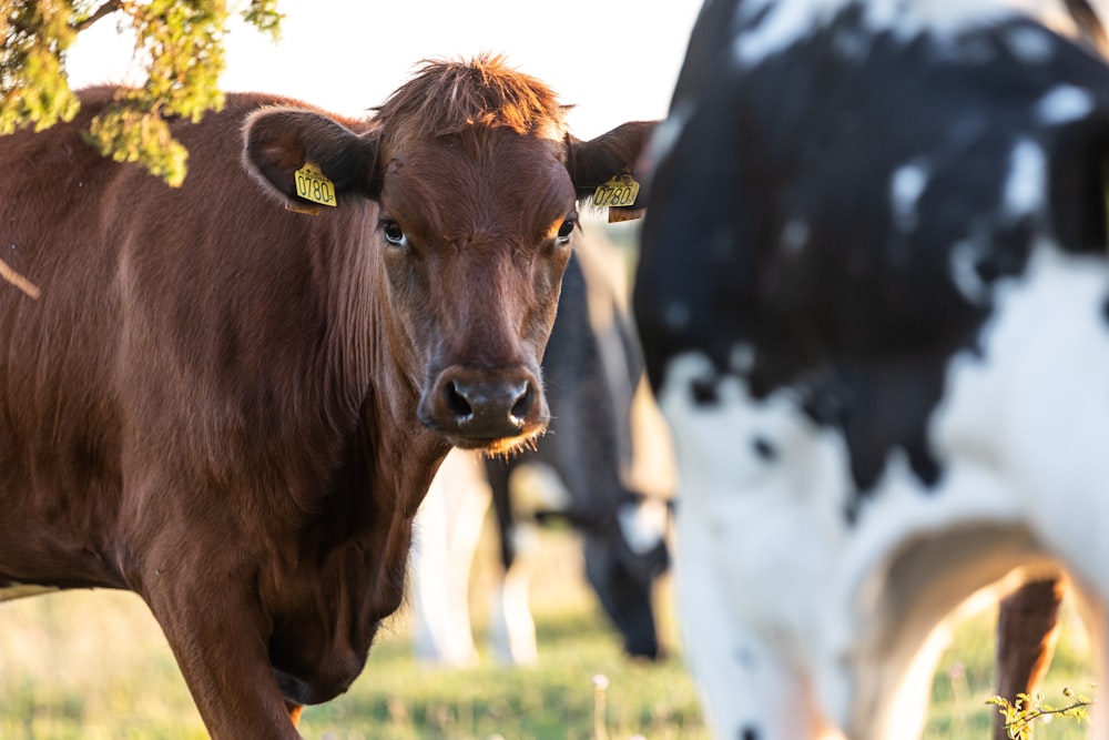 a brown cow standing next to a black and white cow