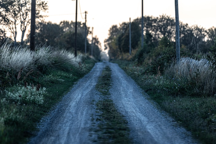 a dirt road surrounded by tall grass and trees