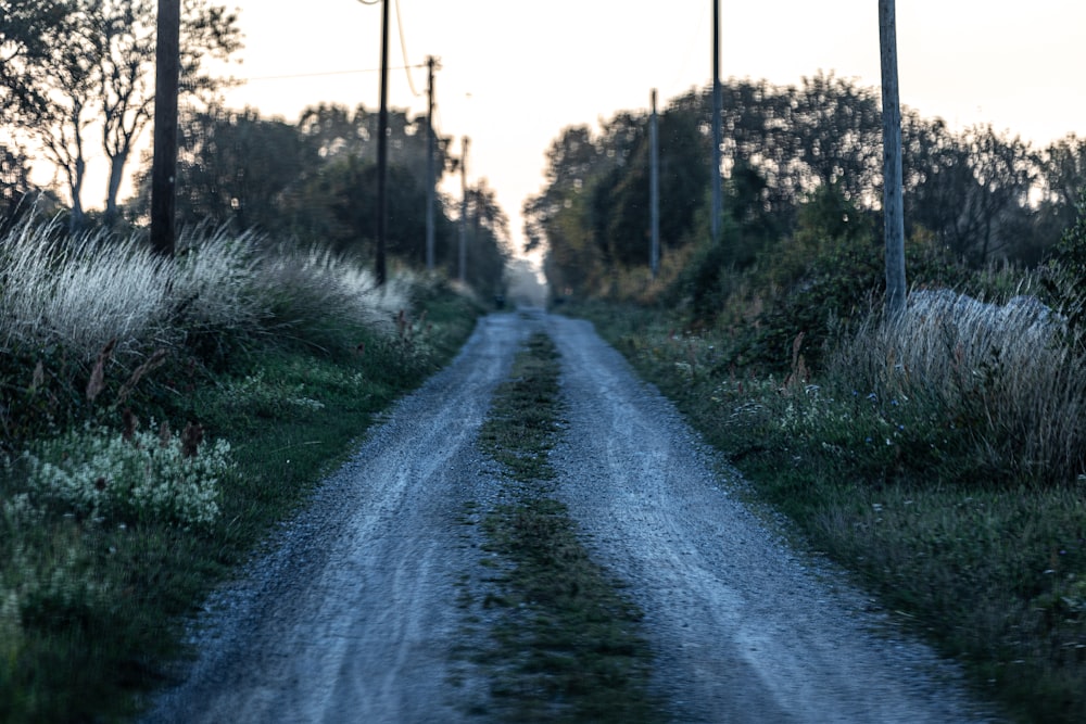 un chemin de terre entouré d’herbes hautes et d’arbres