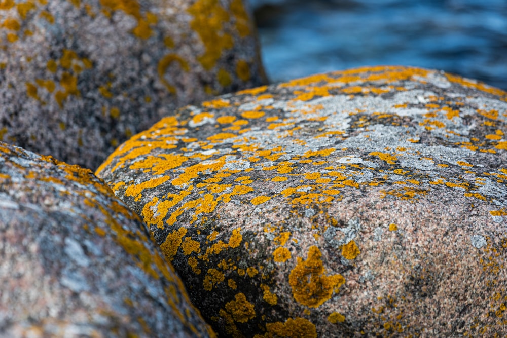 a close up of a rock with yellow moss growing on it