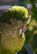 A freshly groomed bird perched comfortably after its checkup and grooming session.