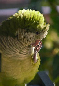 A freshly groomed bird perched comfortably after its checkup and grooming session.