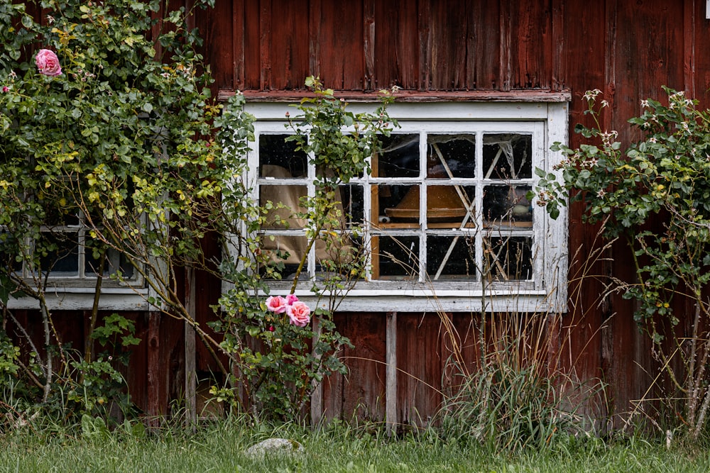 un granero rojo con una ventana rota y flores que crecen fuera de él