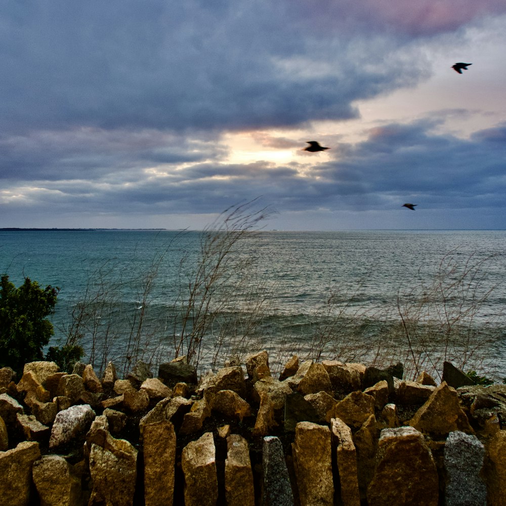 two birds flying over the ocean and rocks