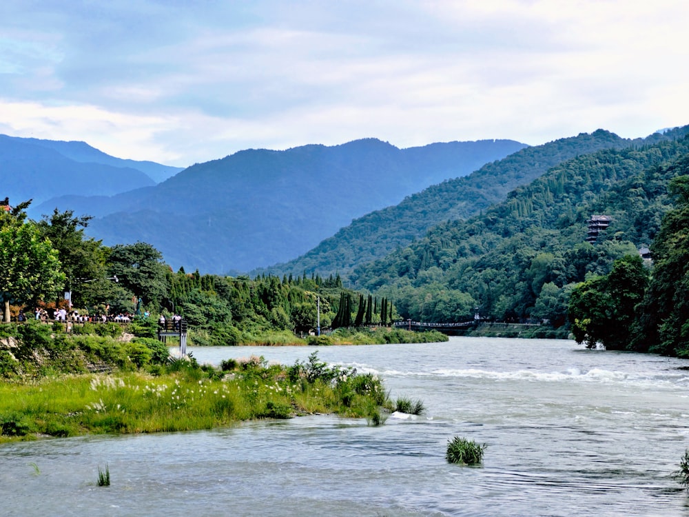 a river running through a lush green forest