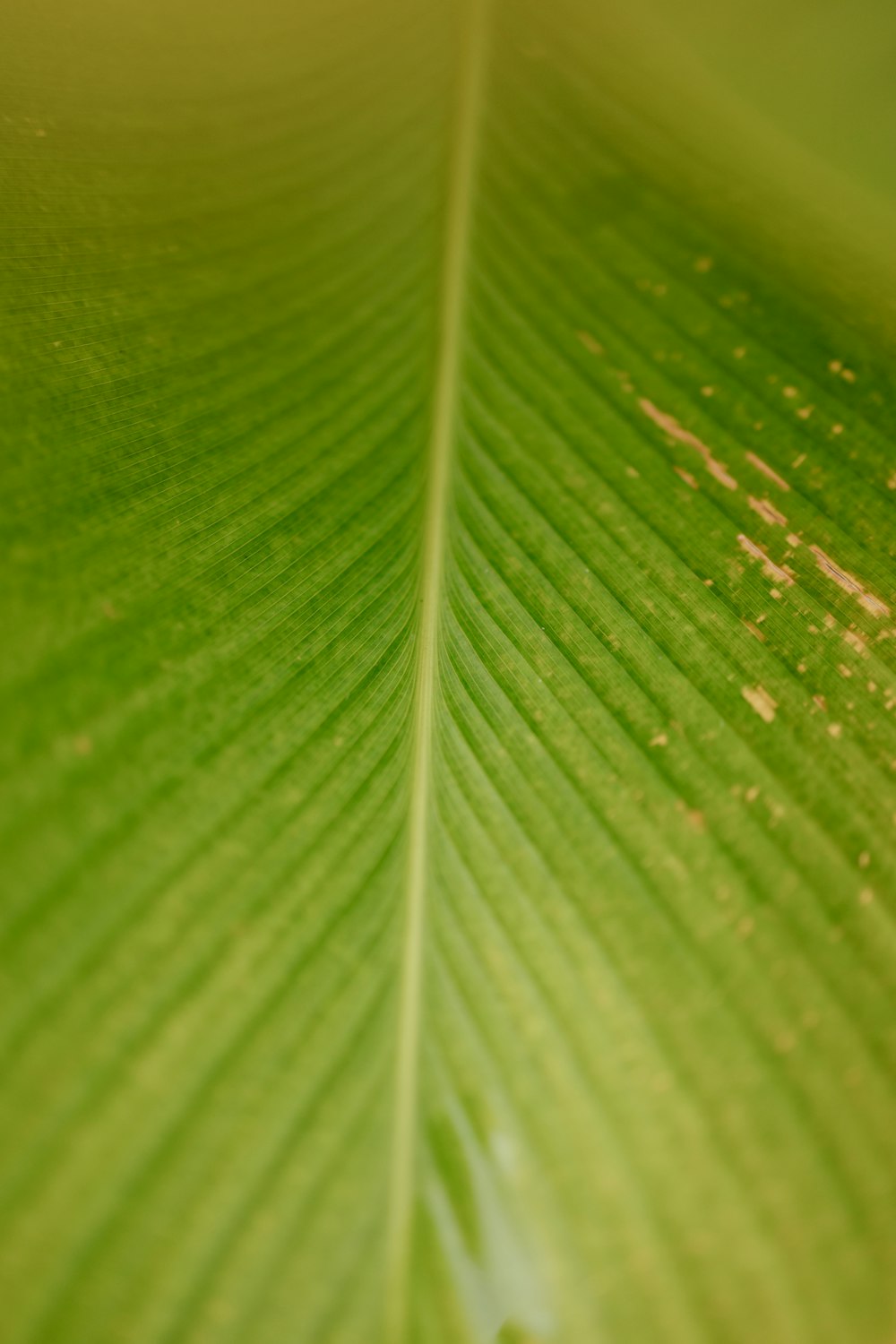 a close up of a large green leaf