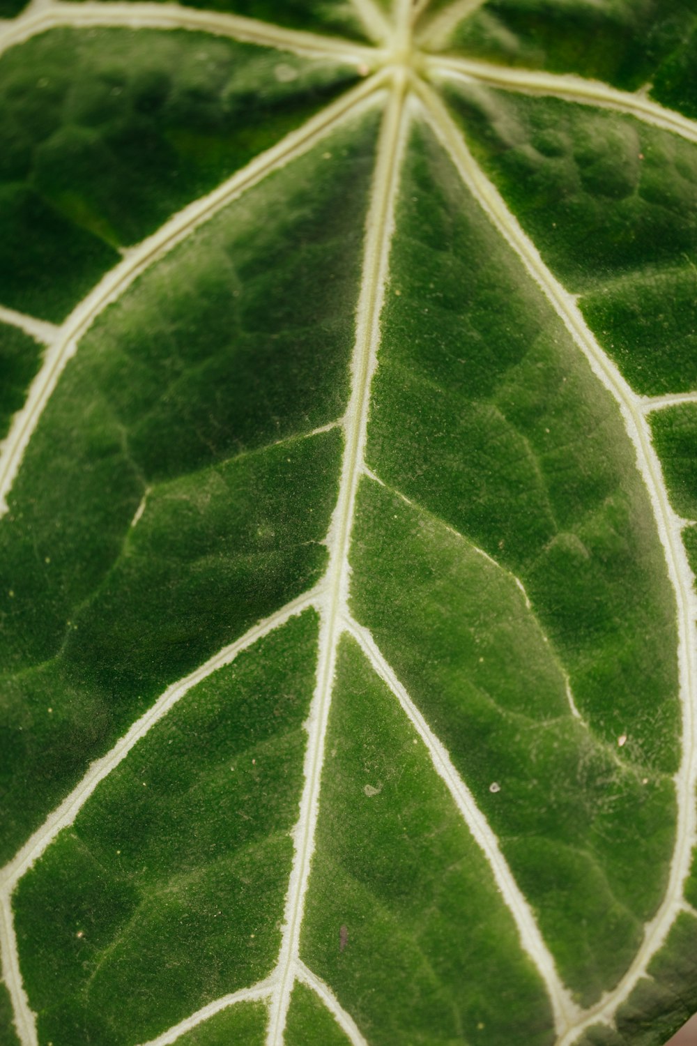 a close up of a large green leaf