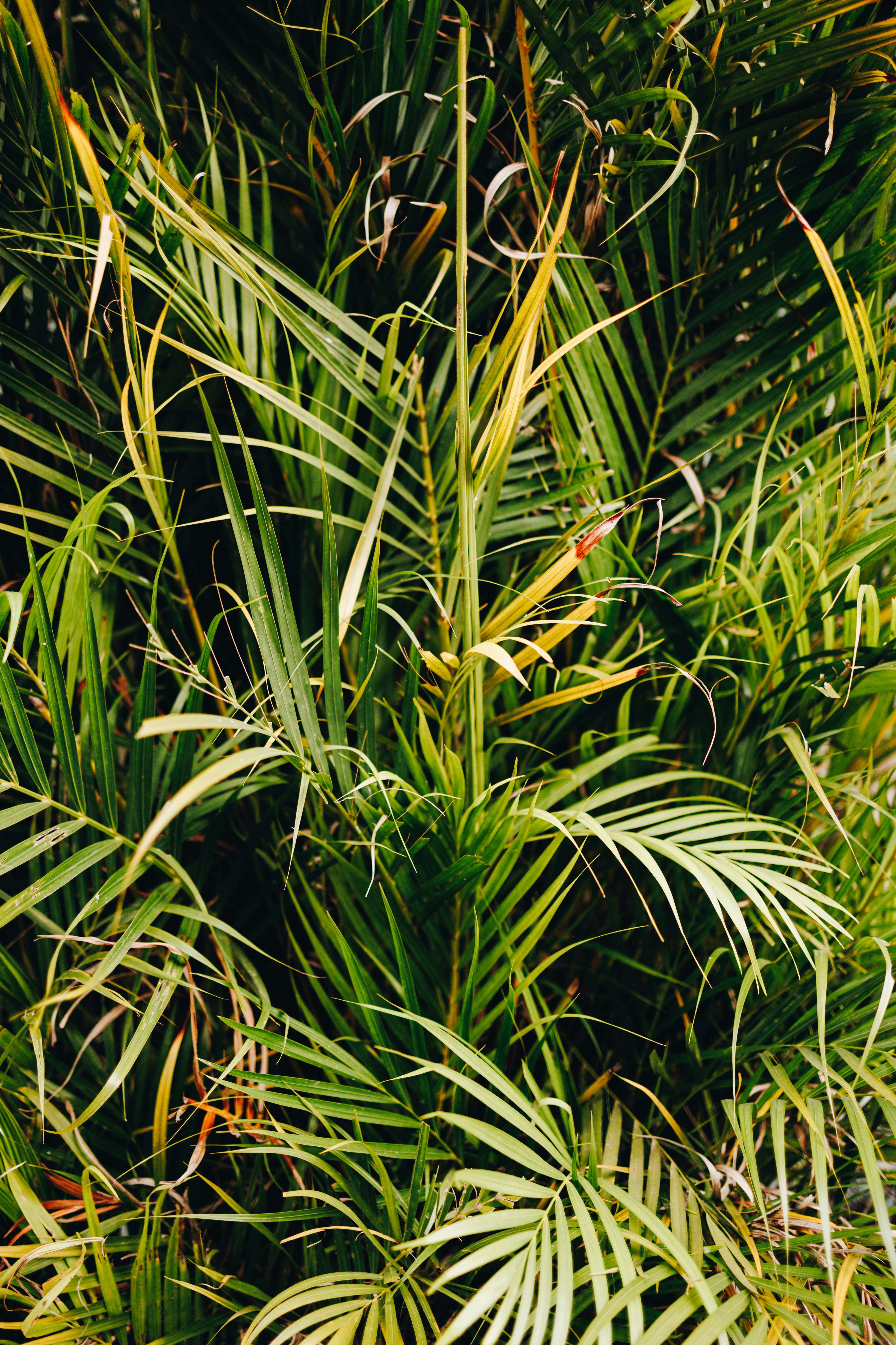 Photo by jeremianathanael_