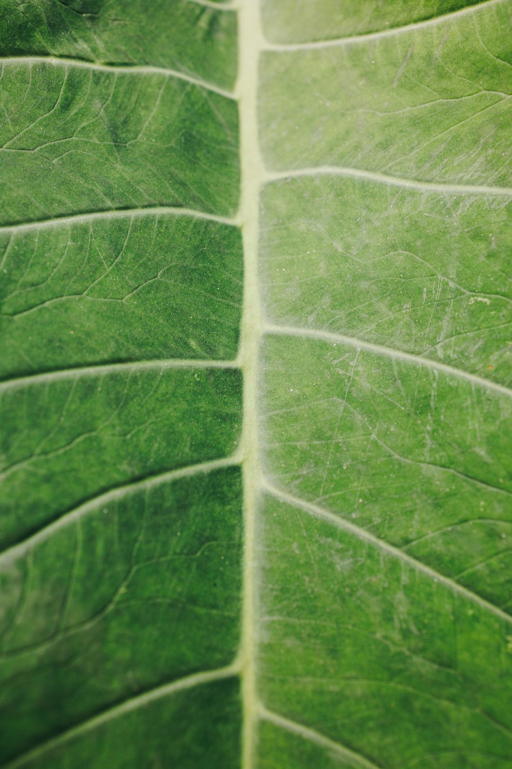 a close up of a large green leaf