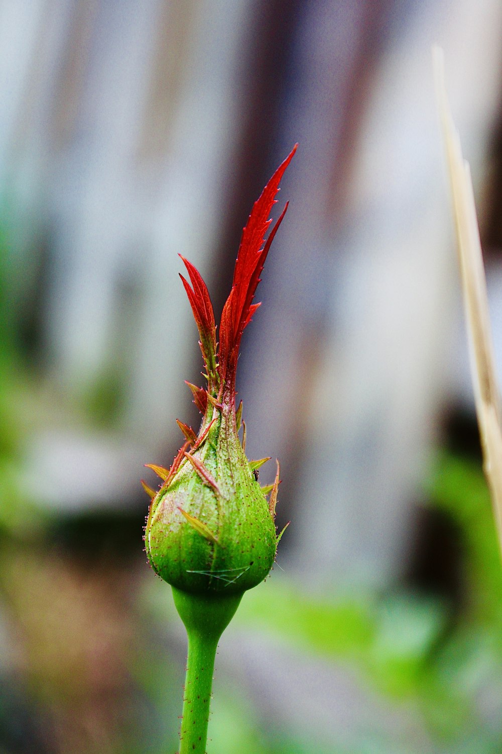 a close up of a flower bud with a blurry background