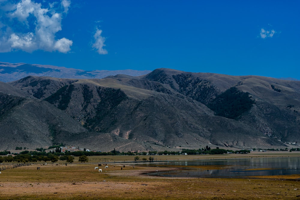 a herd of sheep grazing on a dry grass field