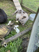Two playful rabbits hopping together in a grassy outdoor pen.
