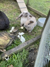 Two fluffy bunnies sit on grass inside a fenced area. They are surrounded by pieces of cabbage and wooden elements. The setting includes a ramp leading to a wooden enclosure.