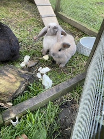 Two fluffy bunnies sit on grass inside a fenced area. They are surrounded by pieces of cabbage and wooden elements. The setting includes a ramp leading to a wooden enclosure.