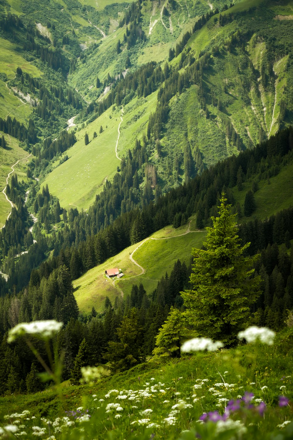 a lush green hillside covered in lots of trees