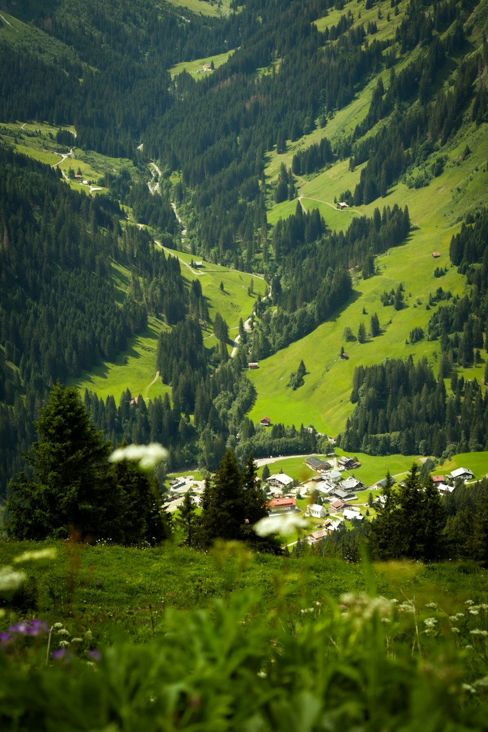 a lush green hillside covered in lots of trees