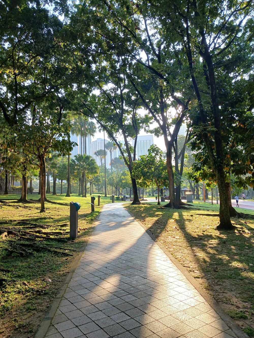 um caminho em um parque com árvores e grama