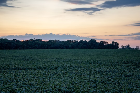 A vast field of green crops stretches to the horizon, bordered by a line of dense trees. Above, the sky transitions from a pale blue to warm hues of orange and pink, indicating a sunset or sunrise. Light clouds scatter across the sky, completing the serene landscape.
