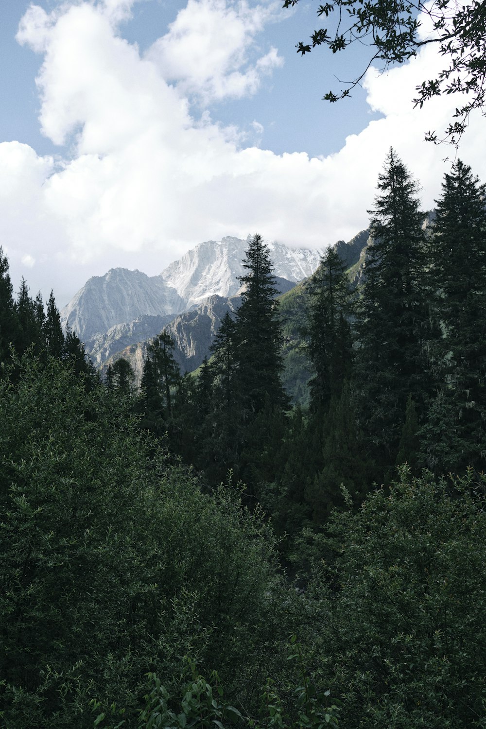 une vue d’une chaîne de montagnes à travers les arbres