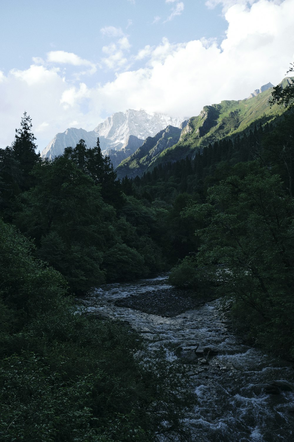 a river running through a lush green forest