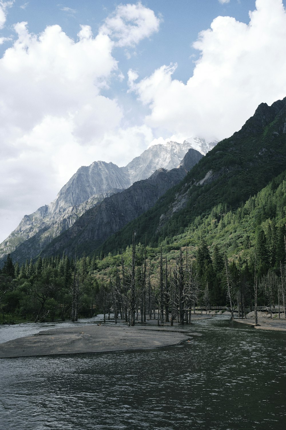 a river running through a lush green forest