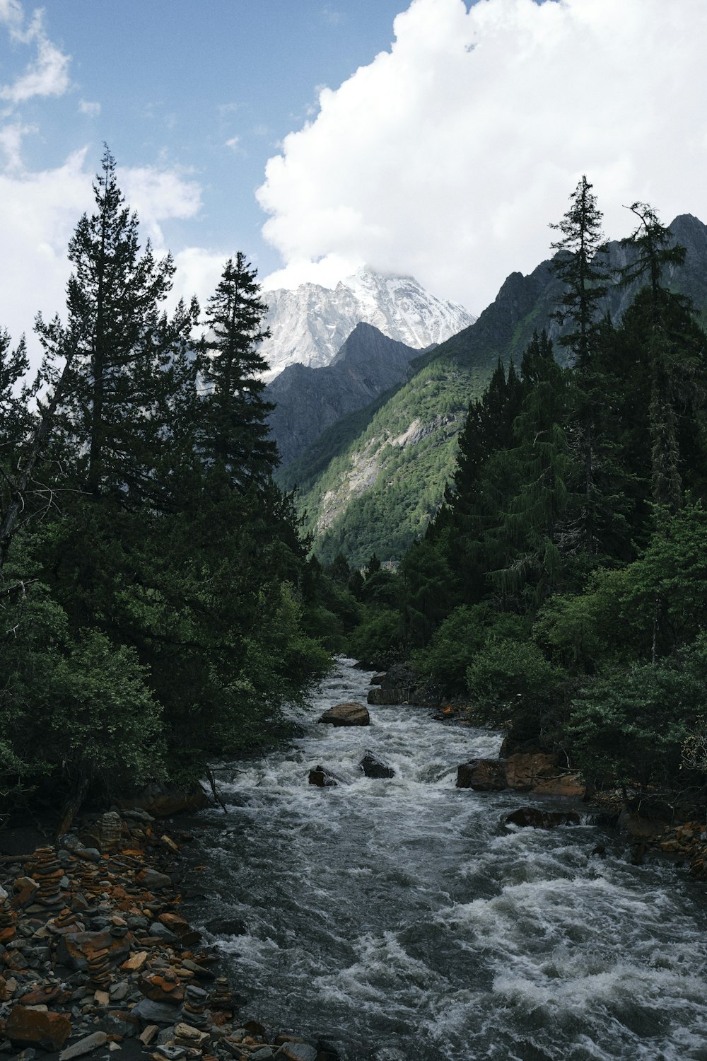 a river running through a lush green forest