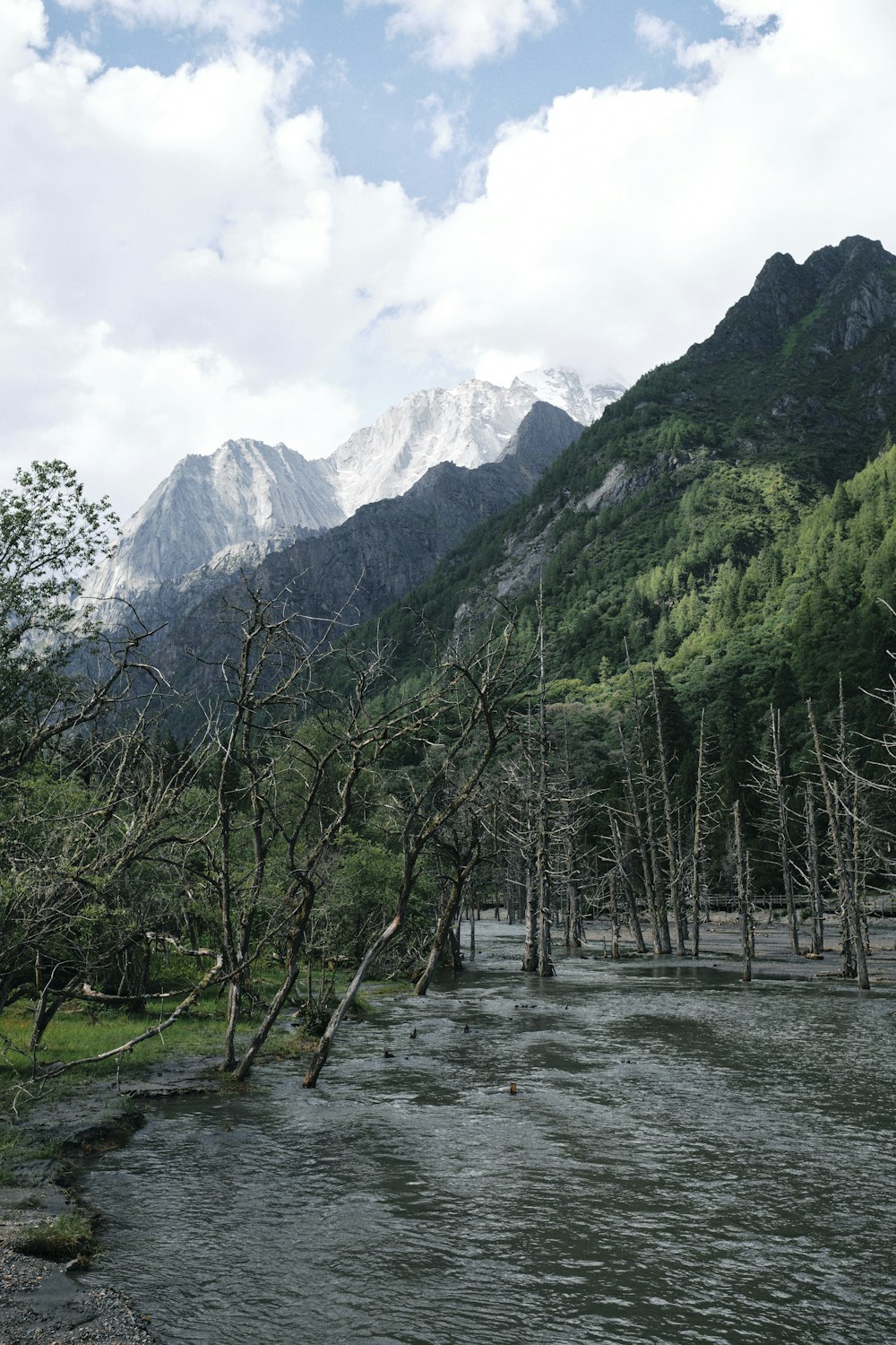 a river running through a forest with mountains in the background