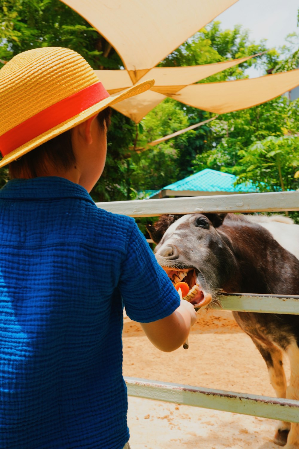 a boy in a straw hat feeding a cow