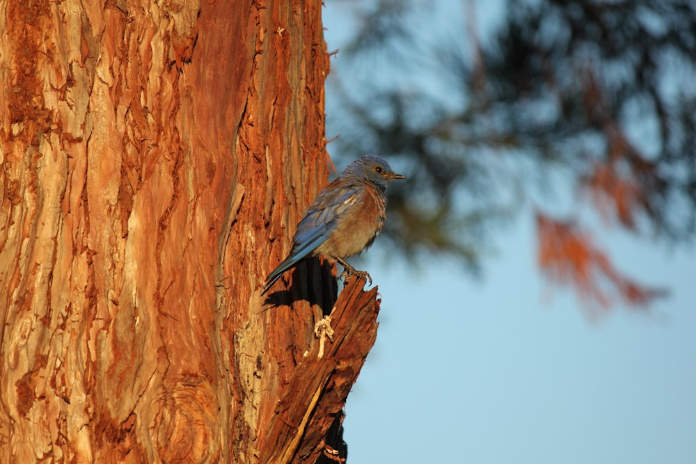 a bird is perched on a tree trunk