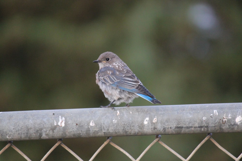 a small bird sitting on top of a metal fence