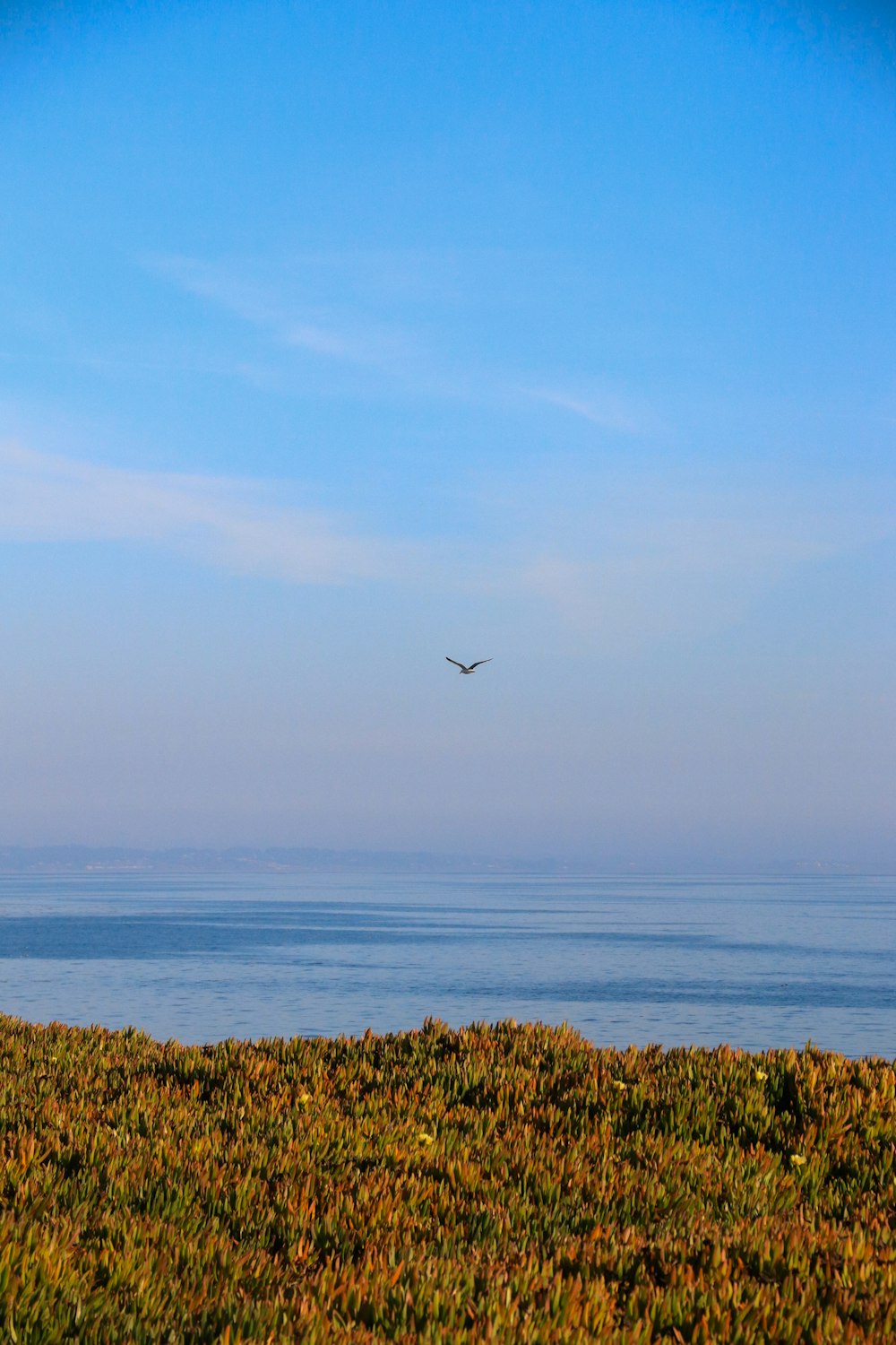 a bird flying over the ocean on a sunny day