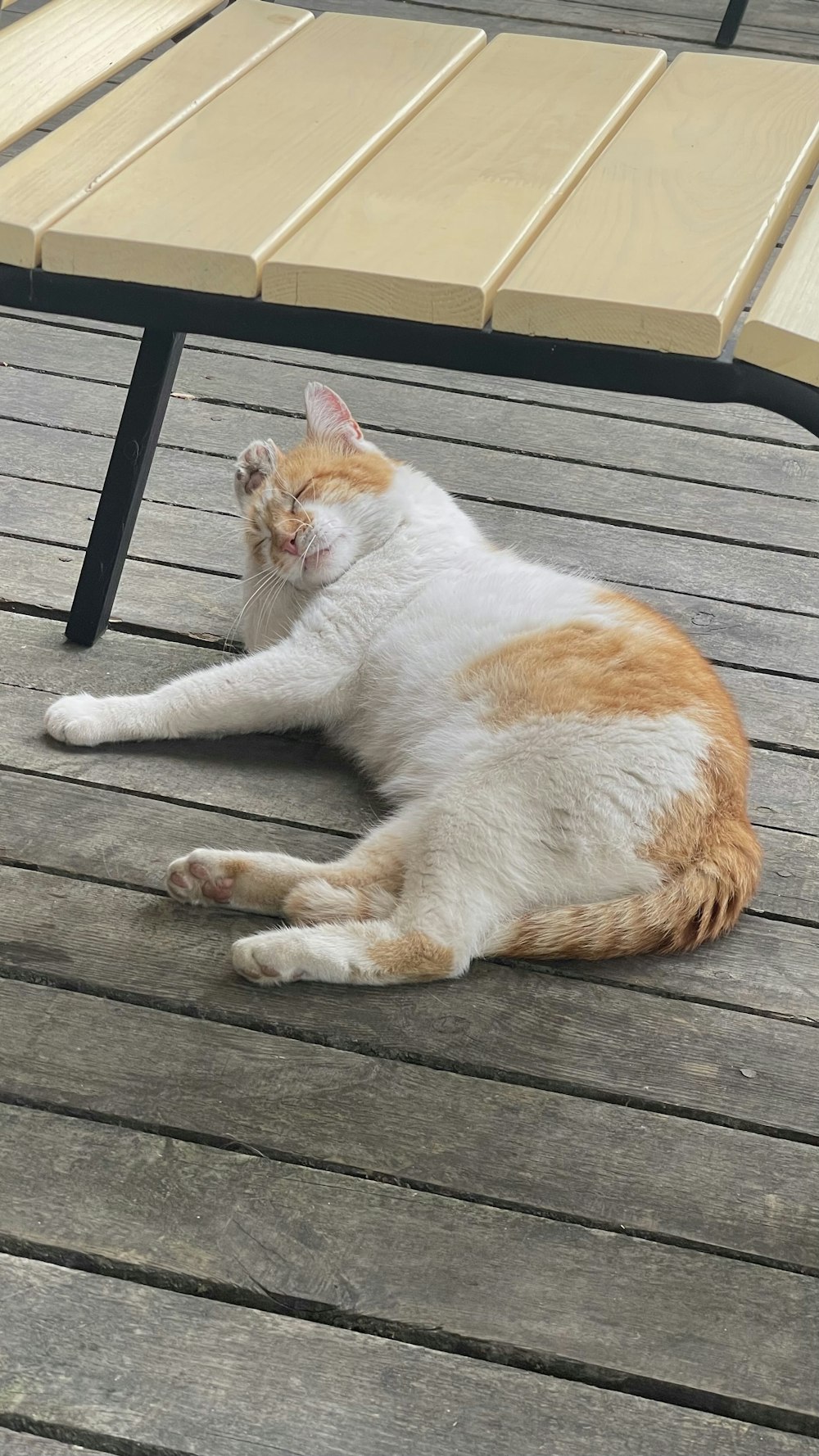 an orange and white cat laying on a wooden deck