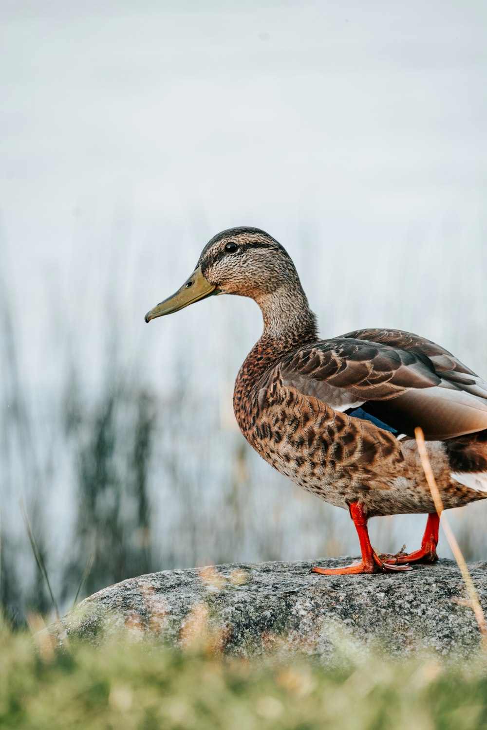 um pato em cima de uma rocha