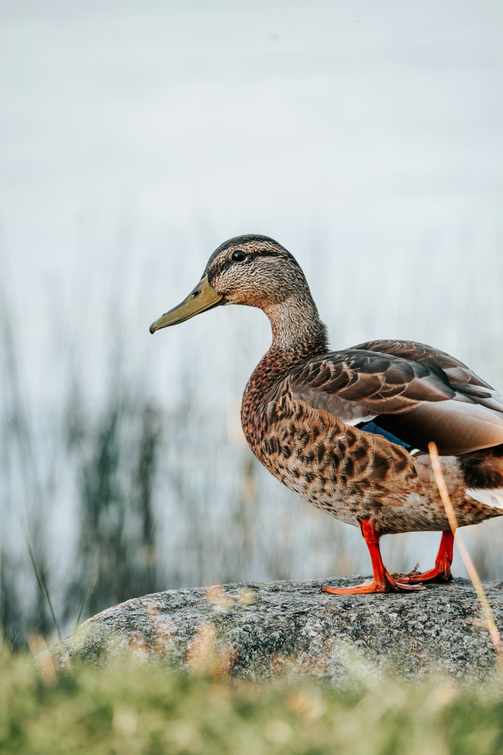 a duck standing on top of a rock
