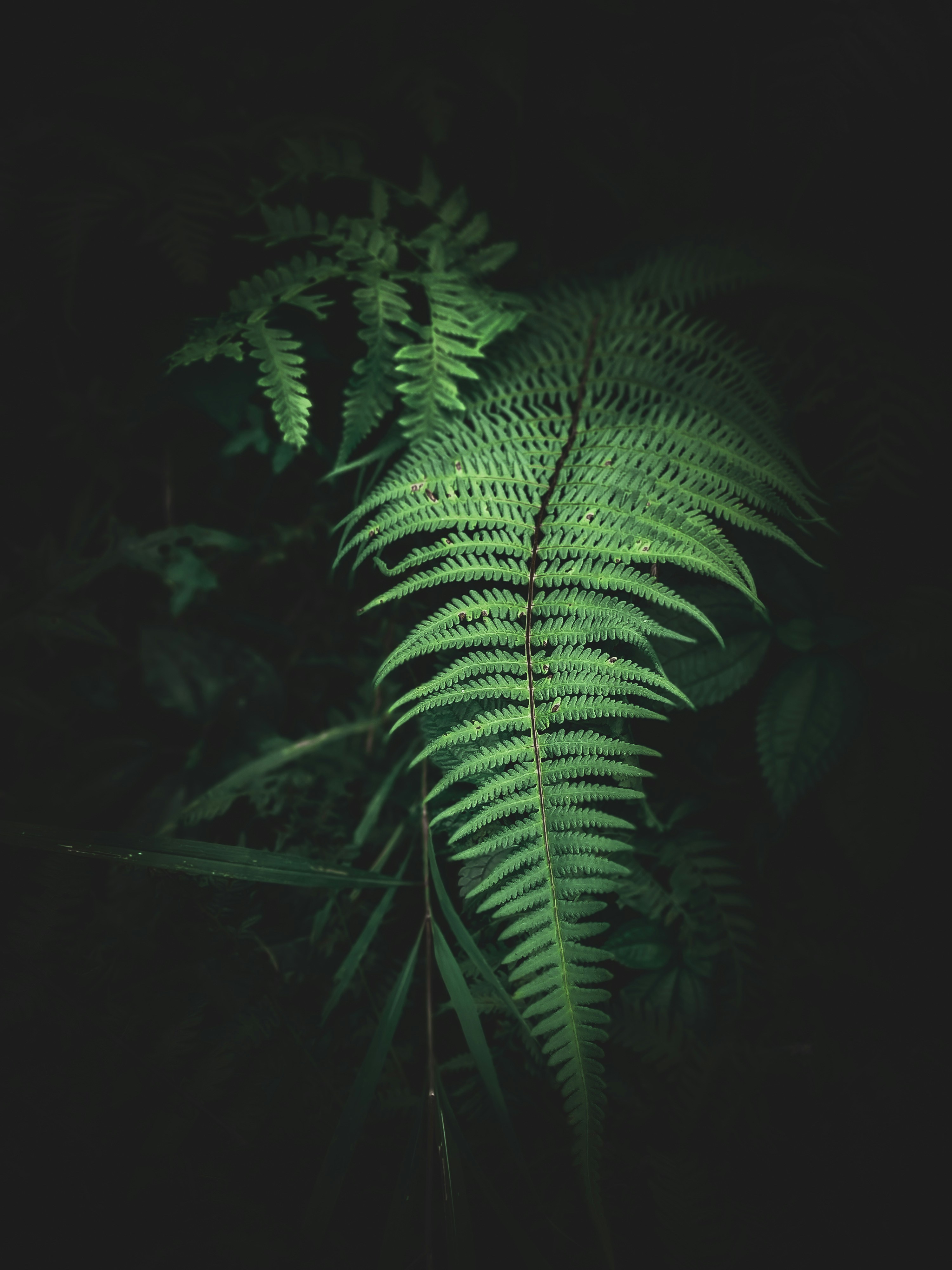 a green fern leaf in the dark