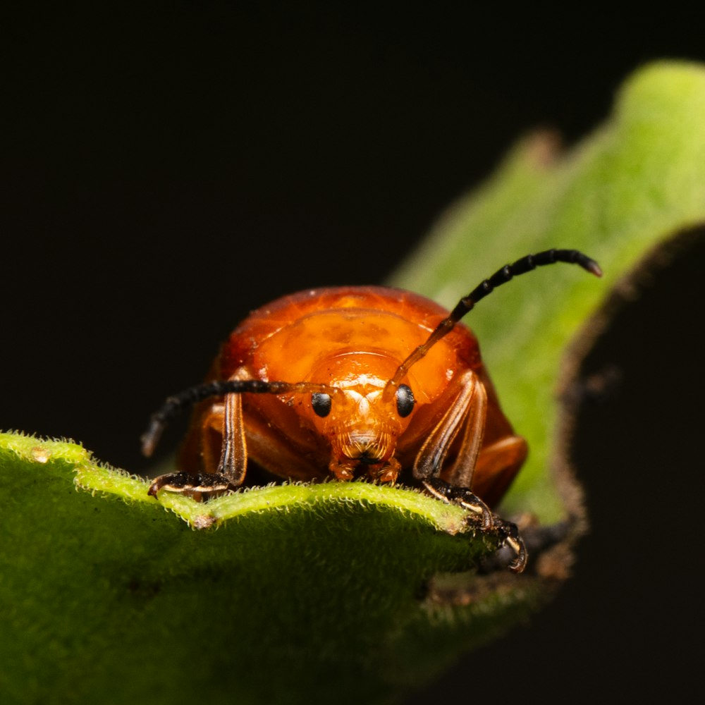 a close up of a bug on a leaf