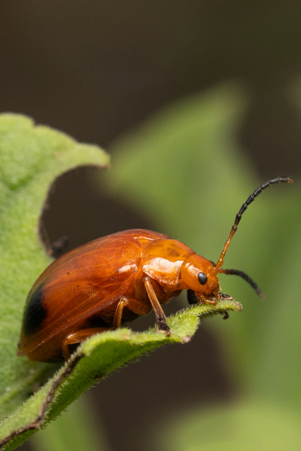 a close up of a bug on a leaf