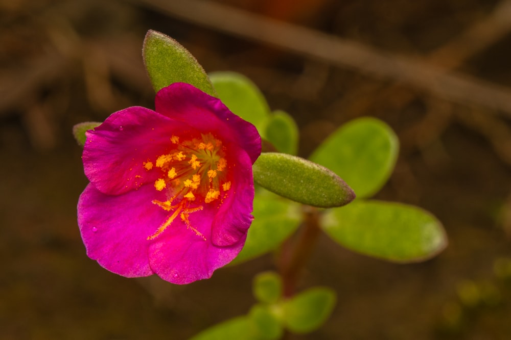 a close up of a pink flower with green leaves