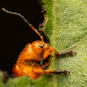 A close-up of an orange insect, possibly a beetle, chewing on a green leaf. The details of the insect's head, antennae, and legs are clearly visible.