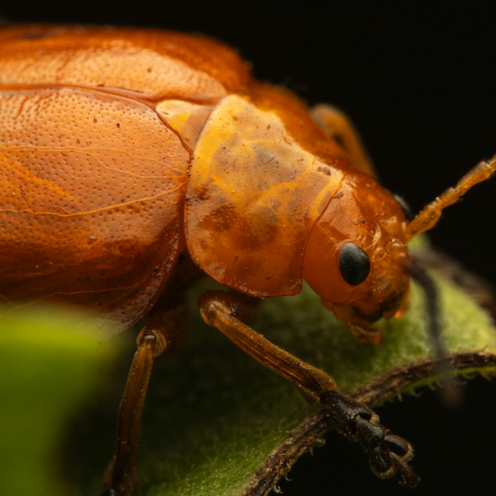 a close up of a bug on a leaf