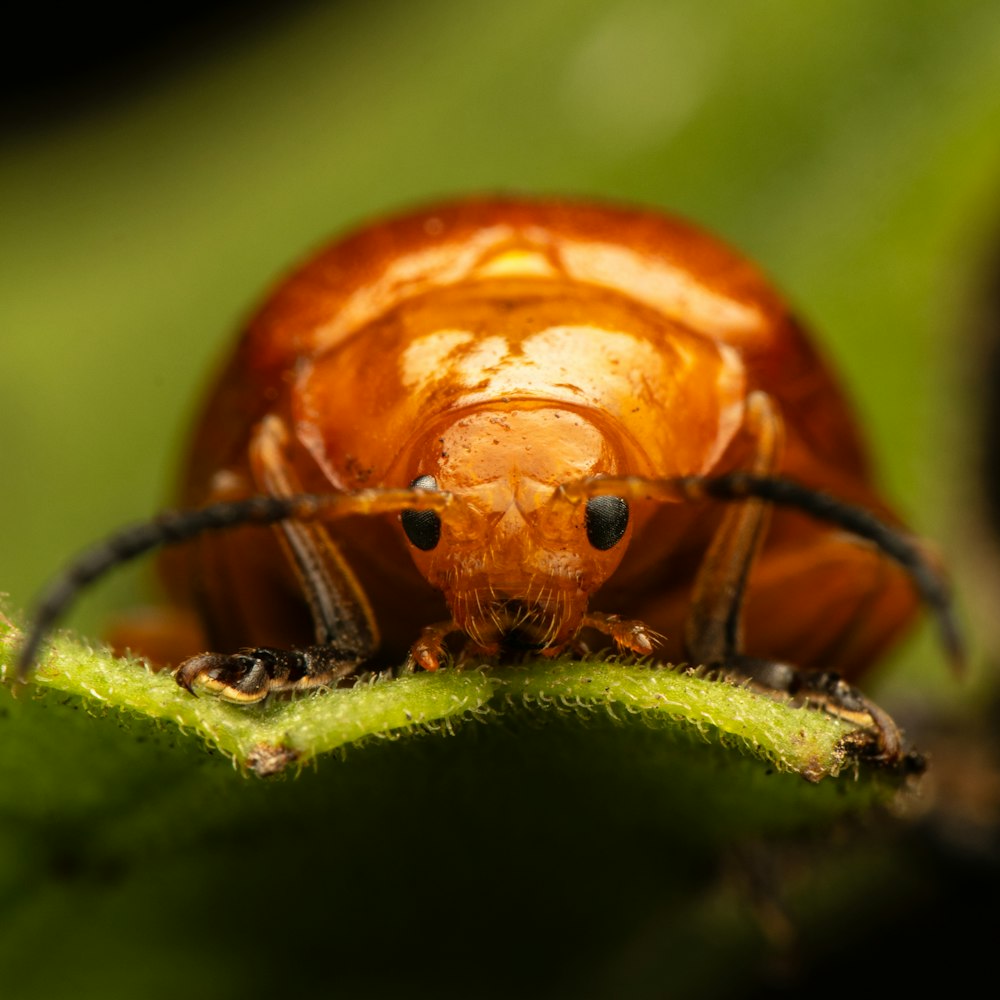 a close up of a bug on a leaf