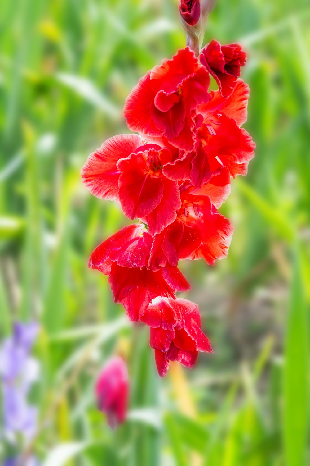 a close up of a red flower in a field