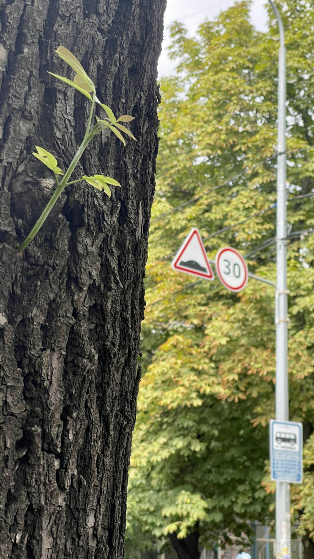 a tree with a plant growing on it next to a street sign