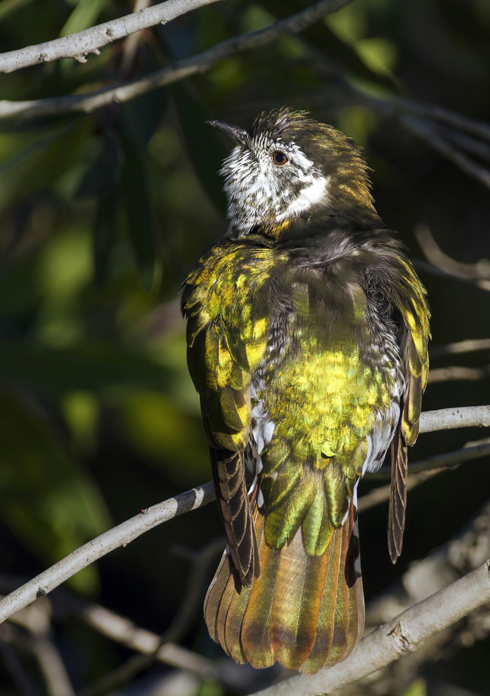 a small bird perched on a tree branch