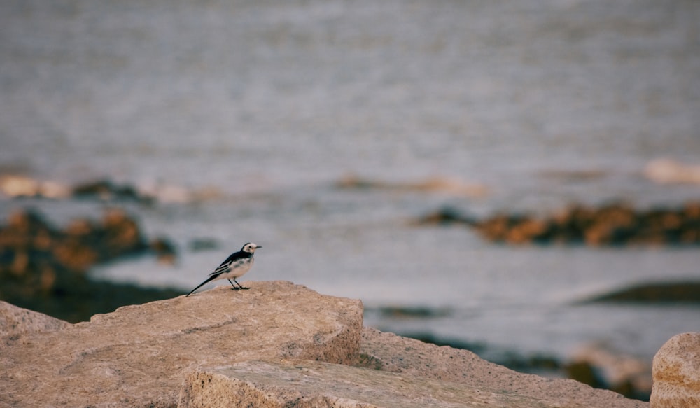 a small bird is sitting on a rock by the water